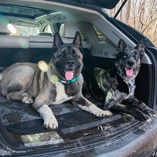 Bergan Standard Size Cargo Floor Protector 50x50 in Grey/Black Color