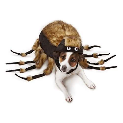 Zack & Zoey Fuzzy Tarantula Costume M