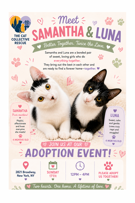 Cat Adoption Event - May 17th, 2026 12pm-4pm at the 2821 Broadway Pet Market Location