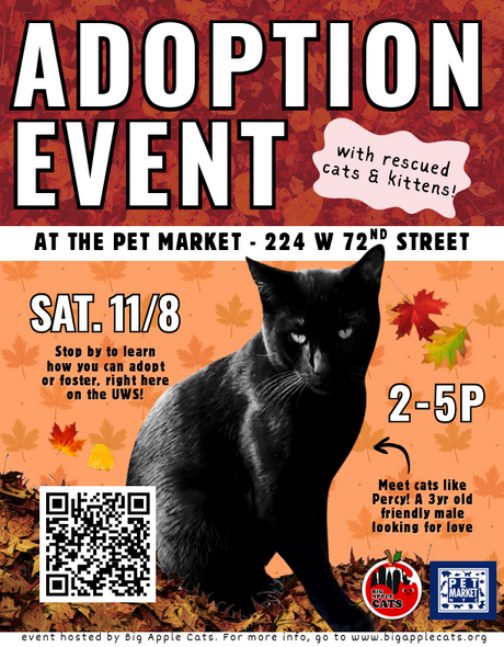 Cat & Kitten Adoption Event - Nov 8th, 2025