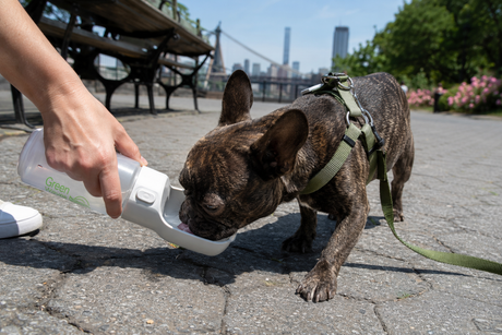 How Hot Is Too Hot for Your Pets? Protecting Pets During NYC Heatwaves