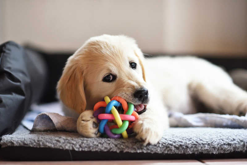 Best Dog Toys for Every Age: Safety Tips and Expert Recommendations