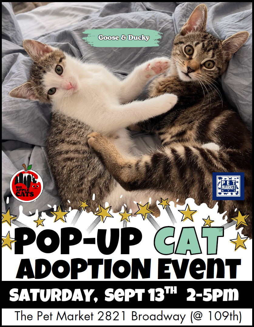 Cats Protection Events 🐾 Pop-Up Cat Adoption Event! 🐾 – Pet Market NYC