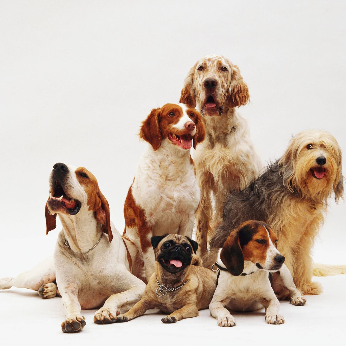 Where can I Adopt a Rescued Purebred Dog? – Pet Market NYC