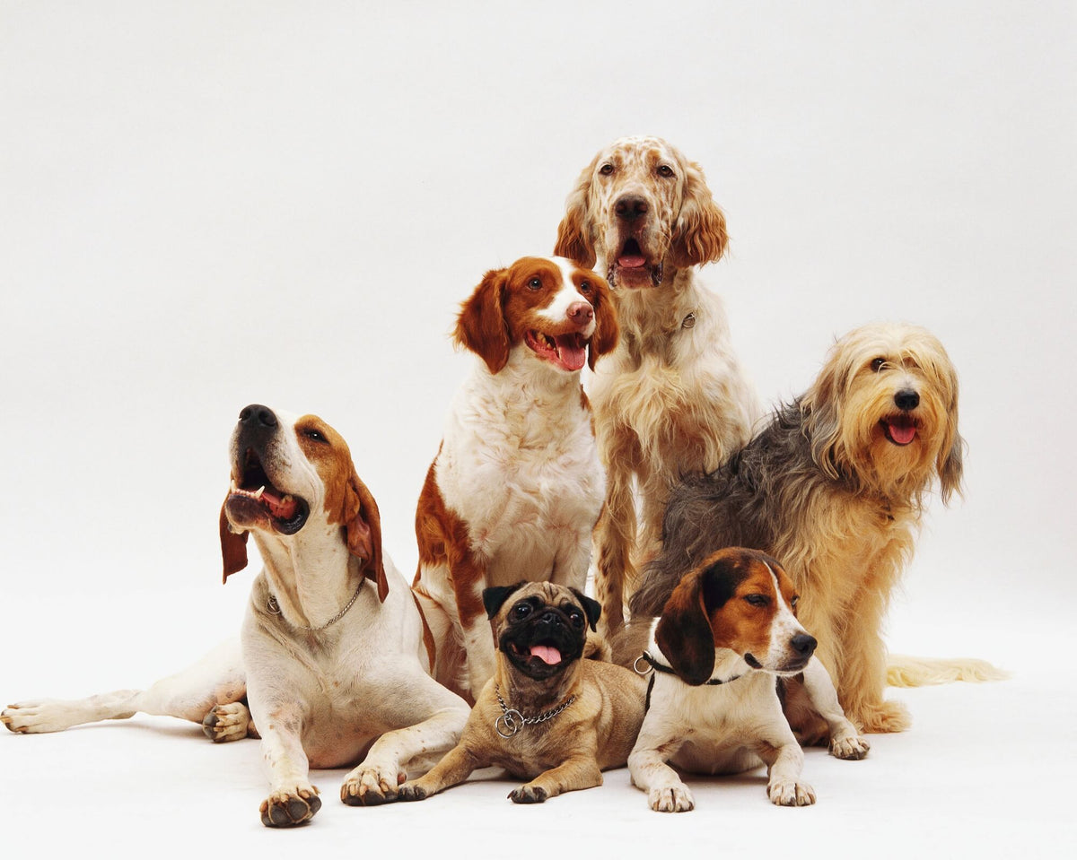 Purebred Rescue Where can I Adopt a Rescued Purebred Dog? – Pet Market NYC