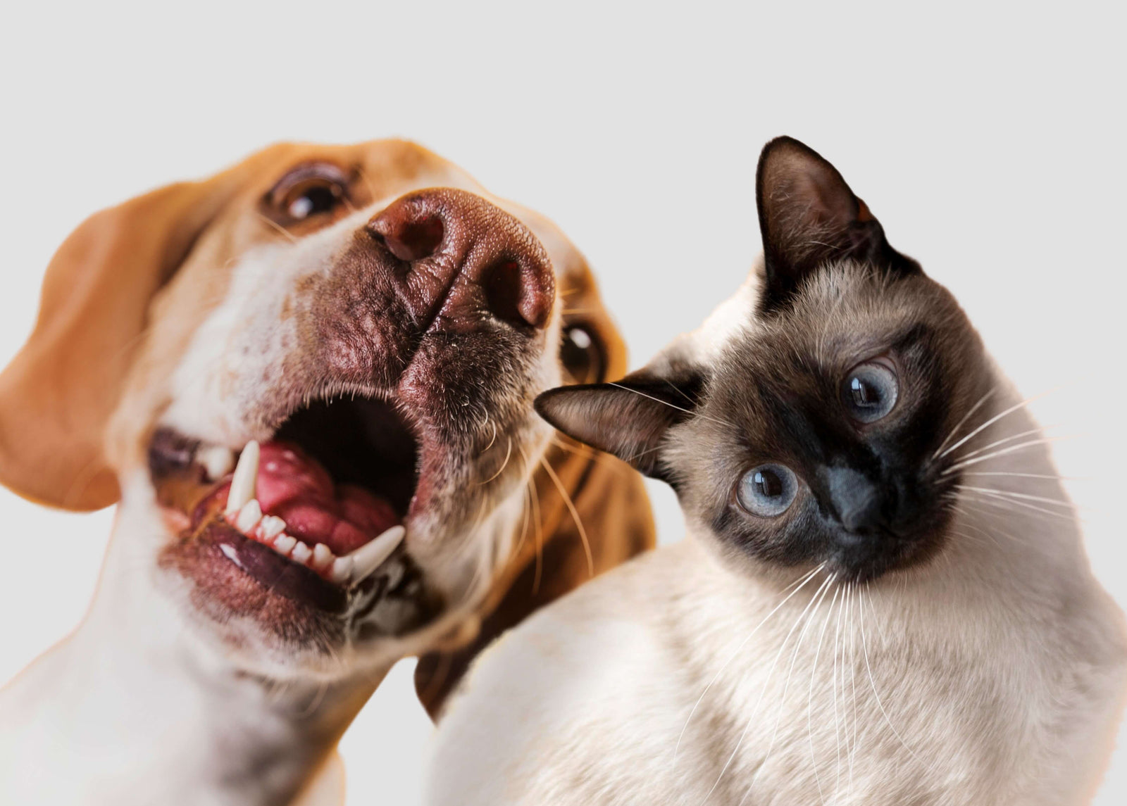 Is Raw Pet Food the Right Choice For My Pet?