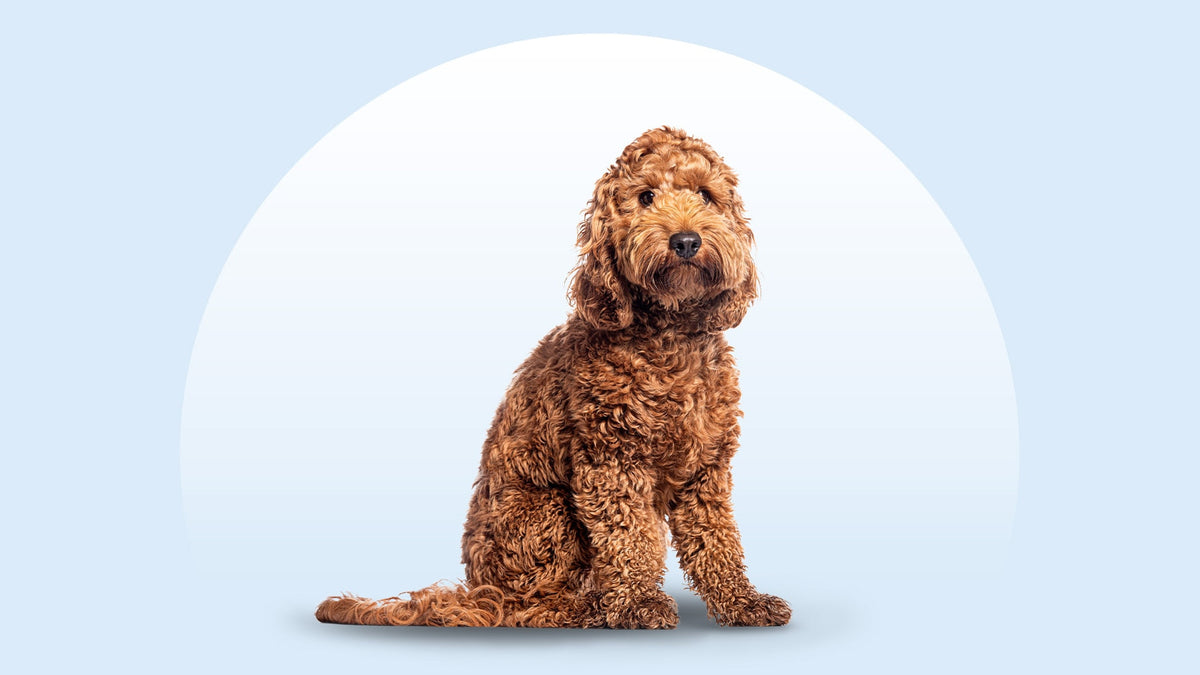 Cockapoo Breed Information – Pet Market NYC