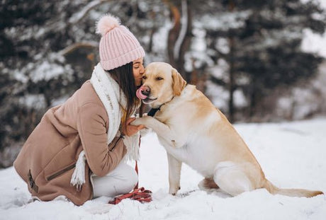 Pet Cold Weather Safety and Health