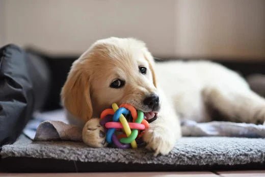 The Ultimate Guide to Caring for Your New Puppy