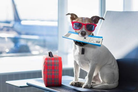 National Pet Travel Safety Day: Top Tips for a Safe and Stress-Free Journey