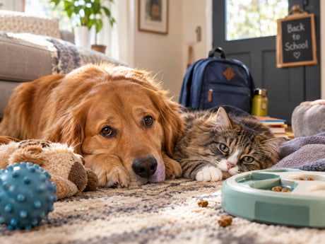 Why Your Pets Got Weird When the Kids Went Back to School