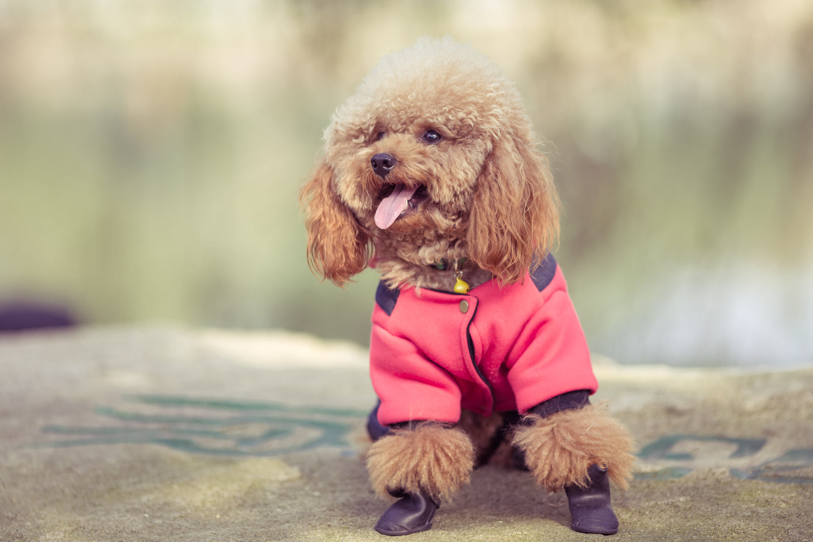 Selecting the Right Dog Boots for Your Beloved Pup