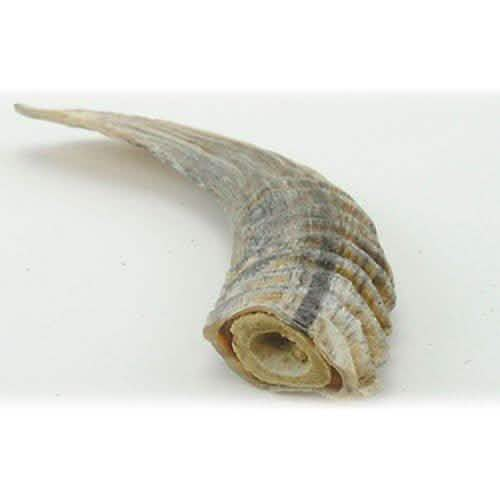 BodP Icelandic Lamb Horn Small indiv