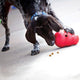 Kong Wobbler Food & Treat Dispensing Toy (Small)