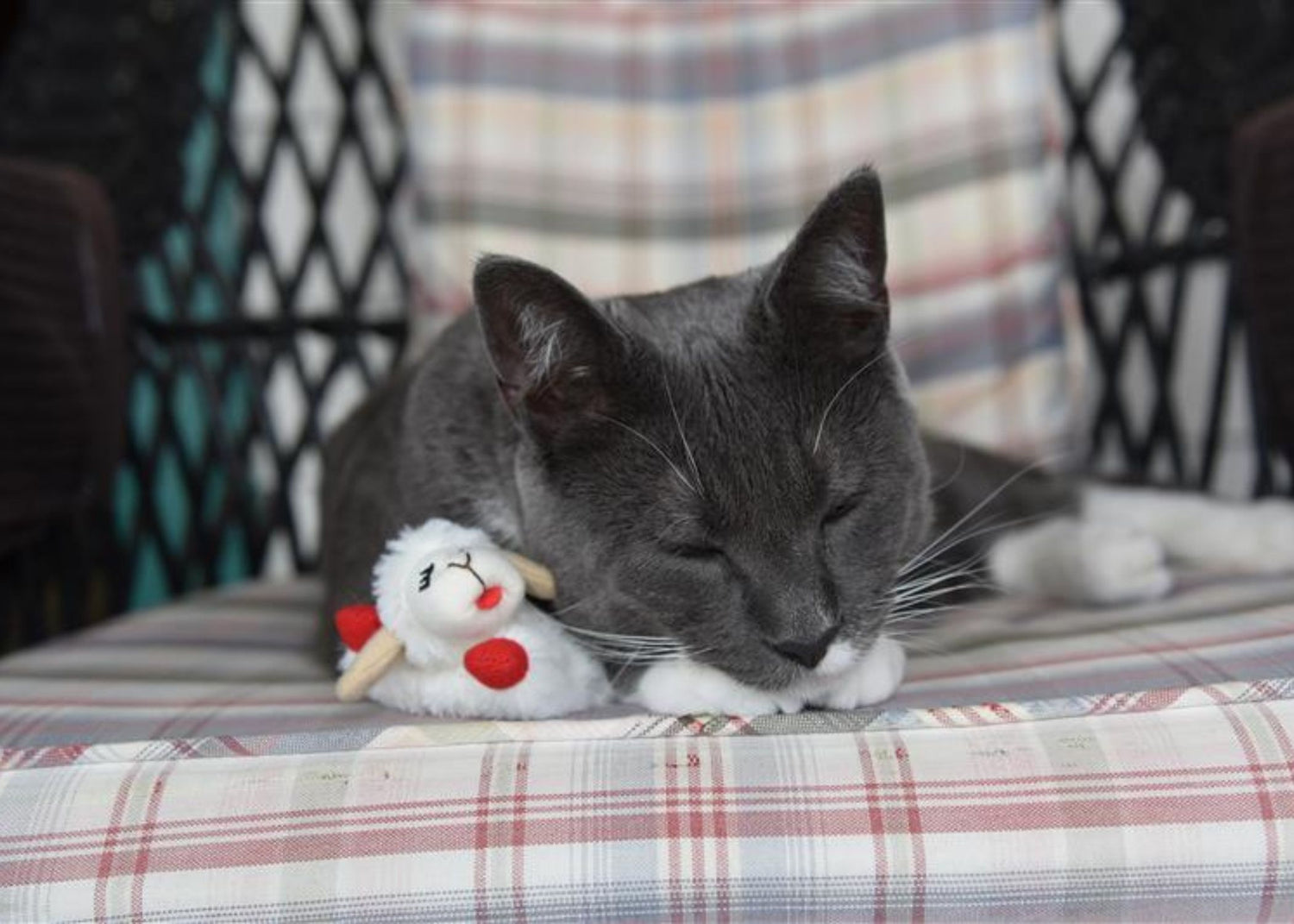 MultiPet Catnip Cat Toy Lamb Chop®