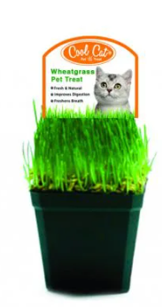 Perfect Foods Cool Cat Fresh Wheatgrass (Small)