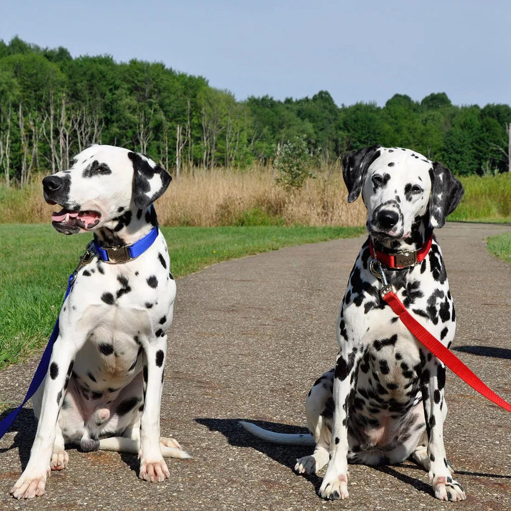 Coastal Nylon Leash 1" Wide Blue (Available in 4ft or 6ft)