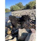 KOHA D LID 90% Beef 13oz