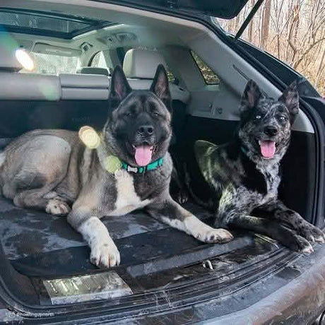 Bergan Standard Size Cargo Floor Protector 50x50 in Grey/Black Color