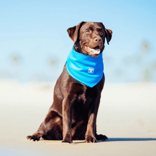 Canada Pooch Cooling Bandana - Blue