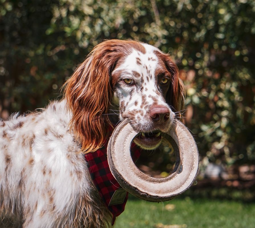 Tall Tails Dog Toy Leather Ring