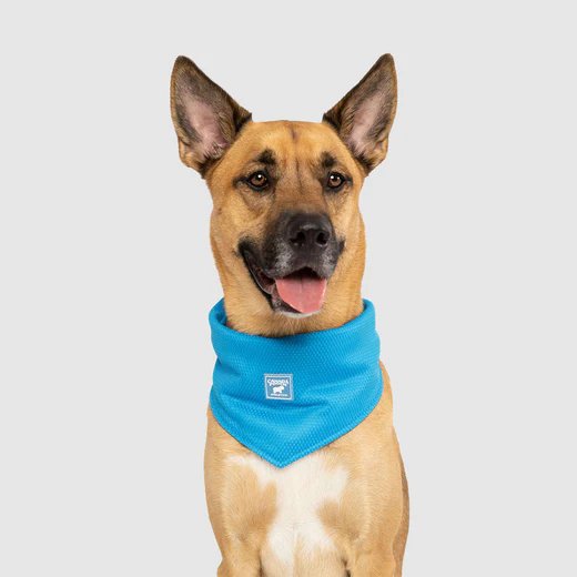 Canada Pooch Cooling Bandana - Blue