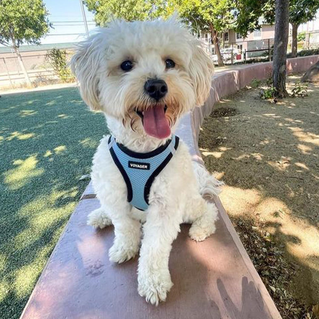 Voyager Step-In Air Pet Harness - Baby Blue with Black Trim