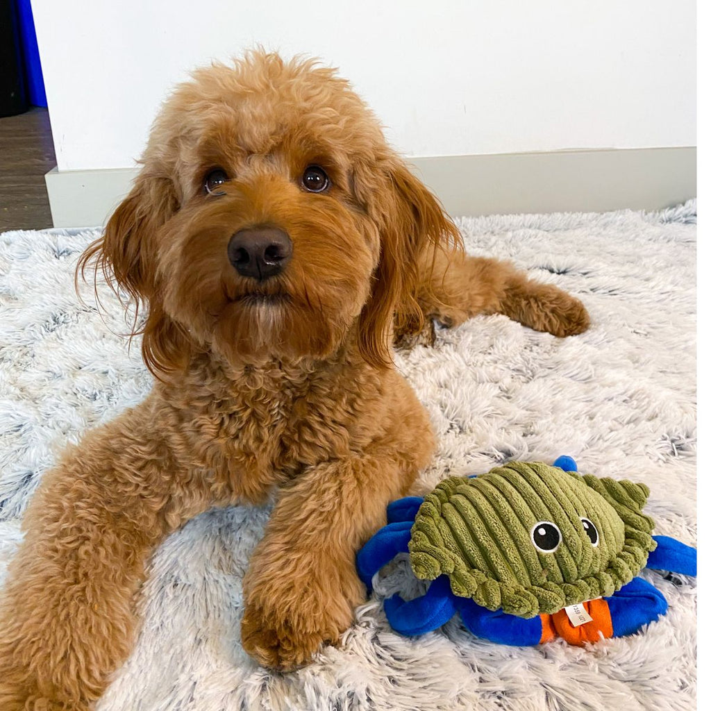 Tall Tails Dog Toy Plush Animated Crab