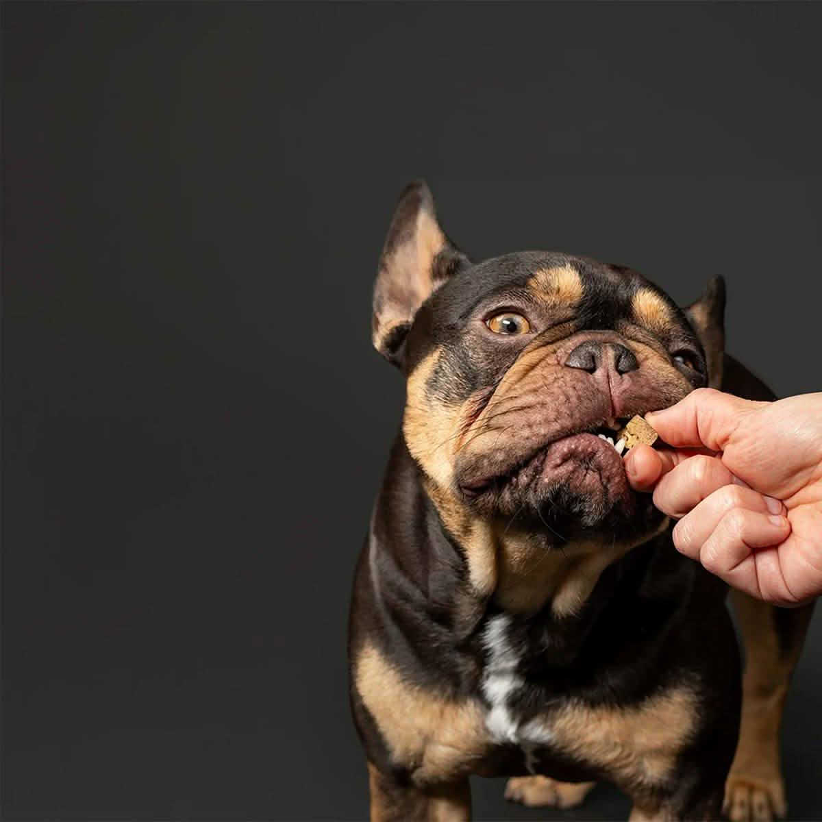 Get Joy Dog Treat Freeze-Dried Endurance Beef Heart