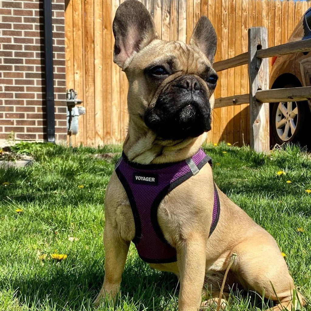 Voyager Step-In Air Pet Harness - Purple with Black Trim