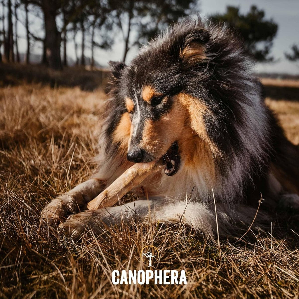 Canophera Coffee Wood Chew Stick for Dogs