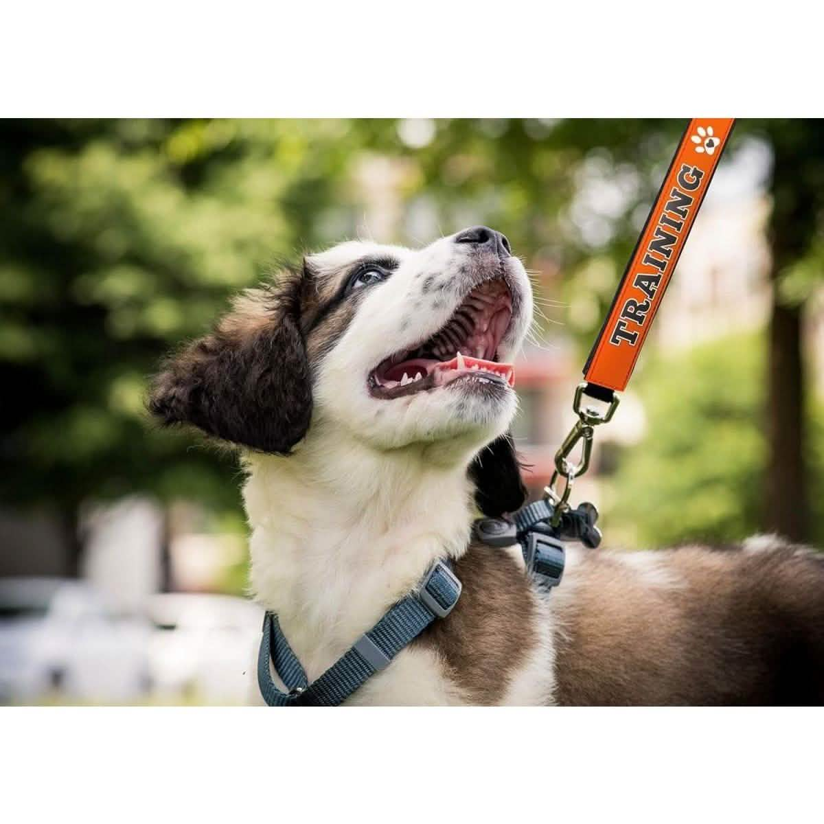 Multipet Leash Wrap - Assorted Colors