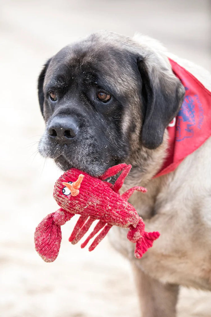 Huggle Hounds Dog Toy McCracken Lobsta Knottie