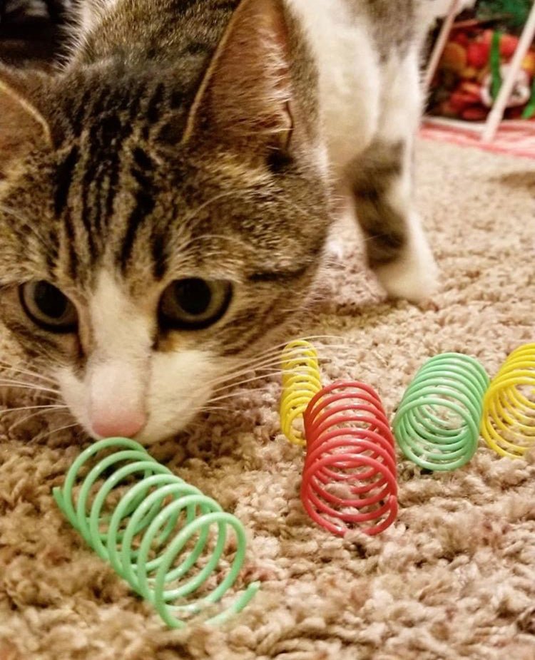 SPOT Cat Toy Colorful Springs (10 Pack)